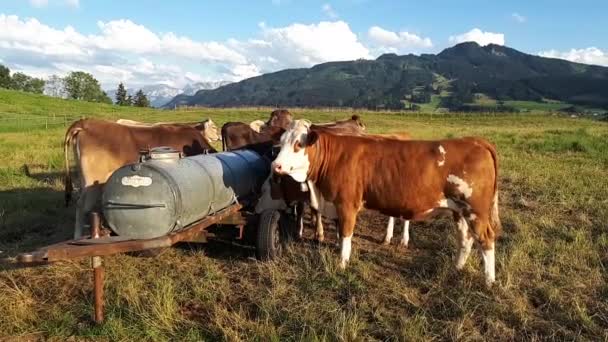 若い牛と群れのビデオ ババリアの牧草地にある飲料樽で — ストック動画