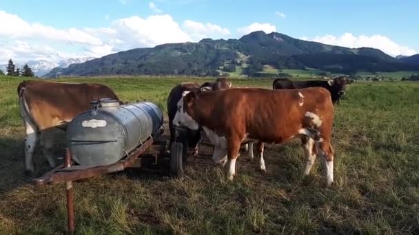 Video Herd Young Cows Drinking Barrel Meadow Bavaria — Wideo stockowe