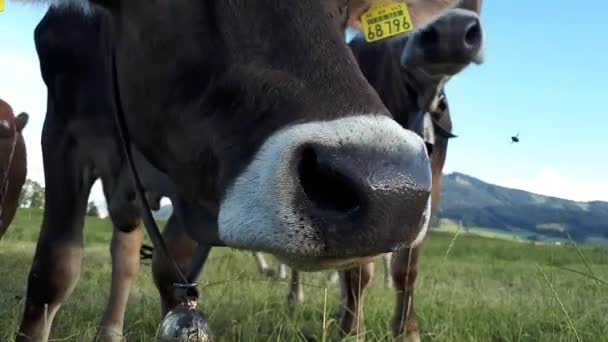 バイエルンの牧草地で若い好奇心旺盛な牛と群れのビデオ — ストック動画