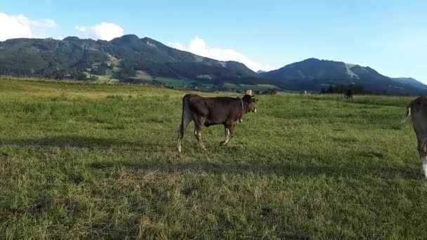 Video Herd Young Curious Cows Meadow Bavaria — Stockvideo