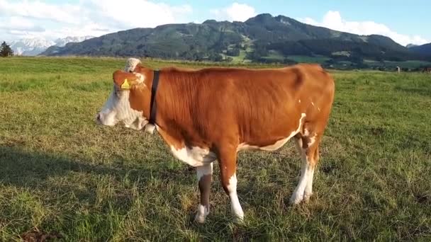 Video Herd Young Simmental Cows Meadow Bavaria — Stockvideo