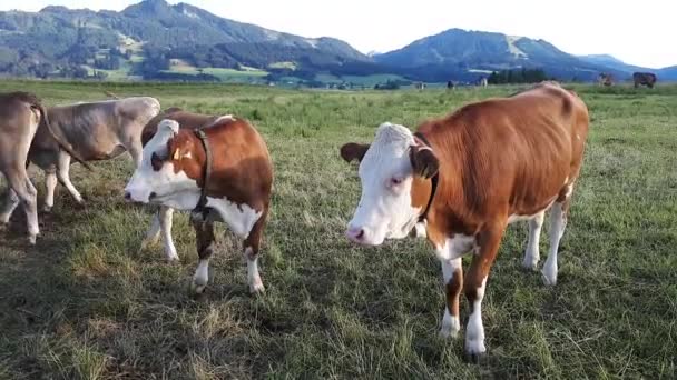 ババリアの牧草地で若い精神的な牛と群れのビデオ — ストック動画