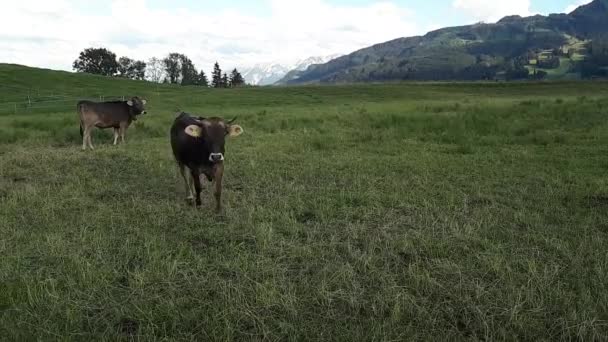 バイエルンの牧草地で若い好奇心旺盛な牛と群れのビデオ — ストック動画