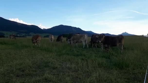 Video Herd Young Curious Cows Meadow Bavaria — Wideo stockowe