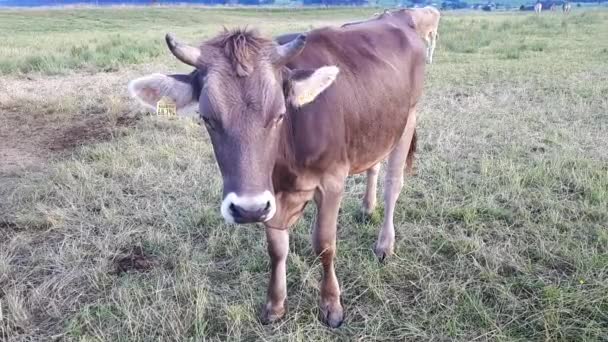 Video Herd Young Curious Cows Meadow Bavaria — Wideo stockowe