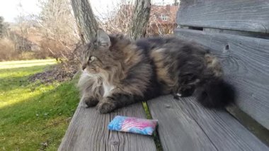 Funny video of norwegian forest cat running into the camera