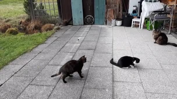 Funny Video Cat Jumping Other Cats Terrace — Vídeo de Stock