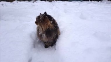 Video of Norwegian Forest Cat walking through the garden in heavy snowfall