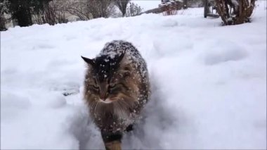 Video of Norwegian Forest Cat walking through the garden in heavy snowfall
