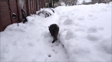 Video of a small tricolored cat walks through the garden in heavy snowfall