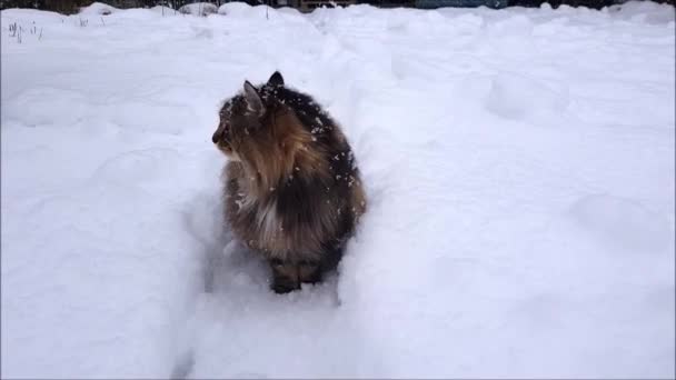 Vídeo Gato Florestal Norueguês Andando Pelo Jardim Queda Neve Pesada — Vídeo de Stock