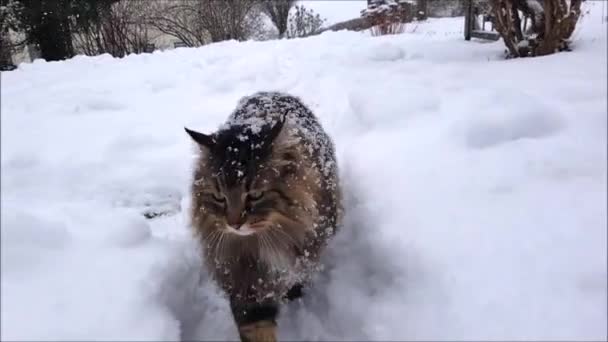 Vídeo Gato Florestal Norueguês Andando Pelo Jardim Queda Neve Pesada — Vídeo de Stock