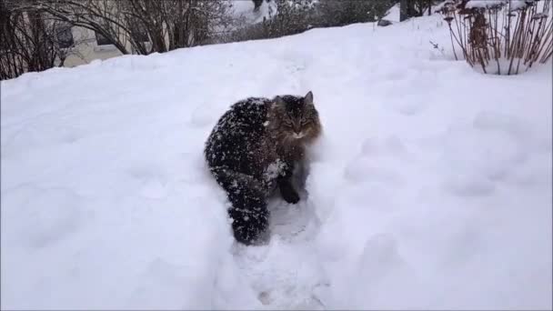 Video Norwegian Forest Cat Caminando Por Jardín Fuertes Nevadas — Vídeos de Stock