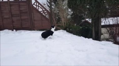 Video of a small black and white cat walking through the high snow