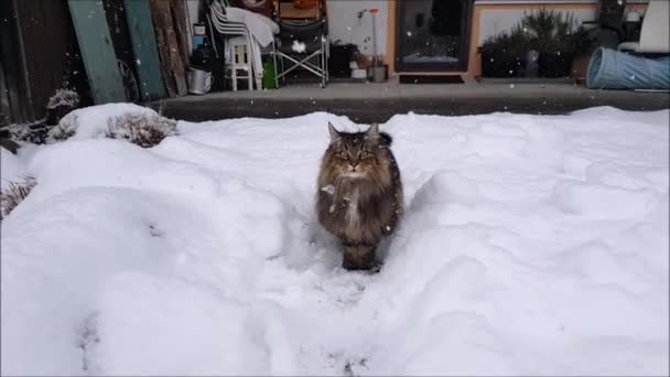 Video Norwegian Forest Cat Walking Garden Heavy Snowfall — Stock Video