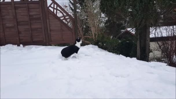Video Pequeño Gato Blanco Negro Caminando Por Alta Nieve — Vídeos de Stock