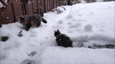 Video of two cats playing in the garden during heavy snowfall