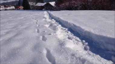 Video of a young tricolor cat running through the snow