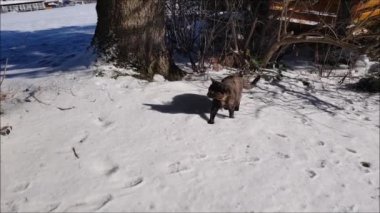 Karda koşan üç renkli bir kedinin videosu.