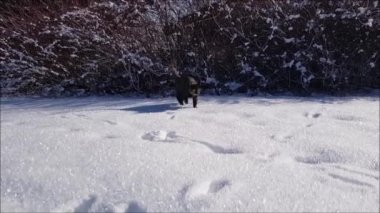 Video of a young tricolor cat walking through the snow