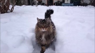 Video of Norwegian Forest Cat walking through the garden in heavy snowfall