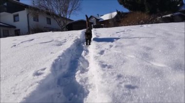 Video of a young tricolor cat walking through the snow