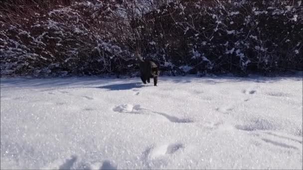 Видео Молодого Трехцветного Кота Идущего Снегу — стоковое видео