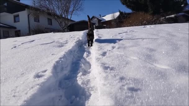 Video Young Tricolor Cat Walking Snow — Vídeos de Stock