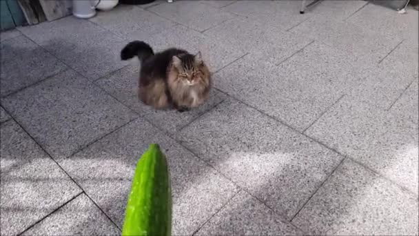 Norwegian Forest Cat Afraid Cucumber — Stockvideo