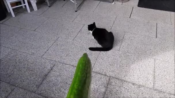 Small Black White Cat Should Scared Cucumber — Vídeo de Stock