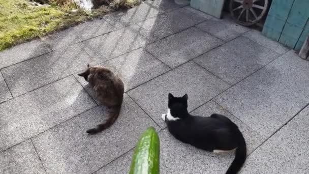 Two Little Cats Should Frightened Cucumber — Stock Video