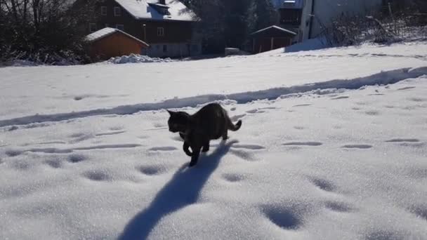 Video Young Tricolor Cat Walking Cold Snow — Stockvideo