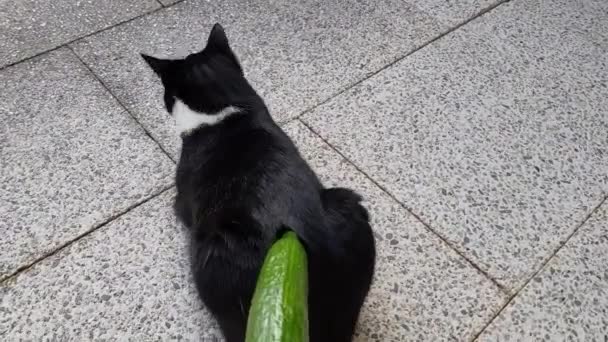 Two Little Cats Should Frightened Cucumber — ストック動画