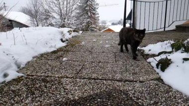 Yavaş çekimde zıplayan genç bir kedinin videosu.