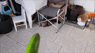 A Norwegian Forest Cat is not afraid of a cucumber