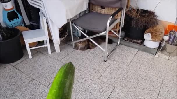 Norwegian Forest Cat Afraid Cucumber — Stockvideo