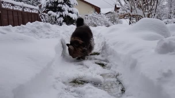 Βίντεο Από Νορβηγική Forest Cat Σκάψιμο Στο Χιόνι — Αρχείο Βίντεο