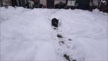 Küçük bir kedi kışın karda oynar ve koşar.