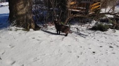 Bahçeye düşen küçük bir kaplumbağa kabuğu kedisi.