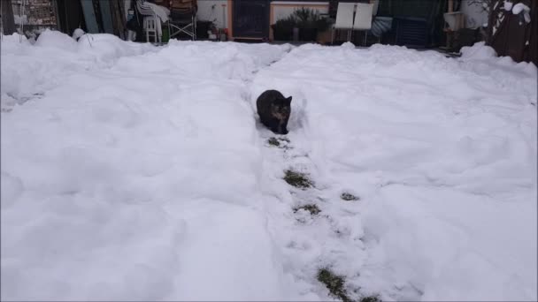 Μια Μικρή Γάτα Παίζει Και Τρέχει Στο Χιόνι Χειμώνα — Αρχείο Βίντεο