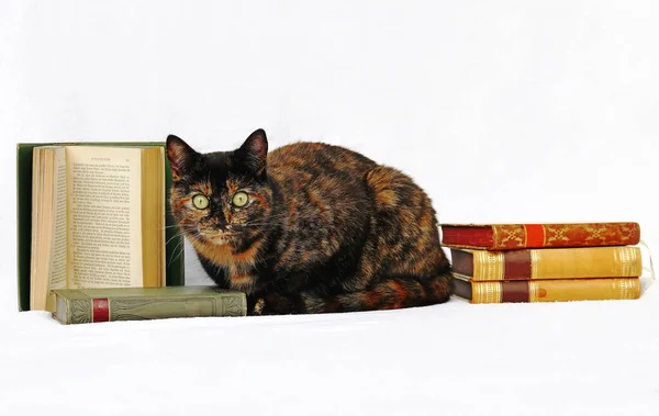 Cats Very Clever Animals Three Color Cat Books — Stock Photo, Image