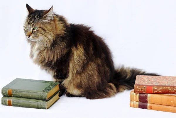 Cats Very Clever Animals Norwegian Forest Cat Books — Stock Photo, Image