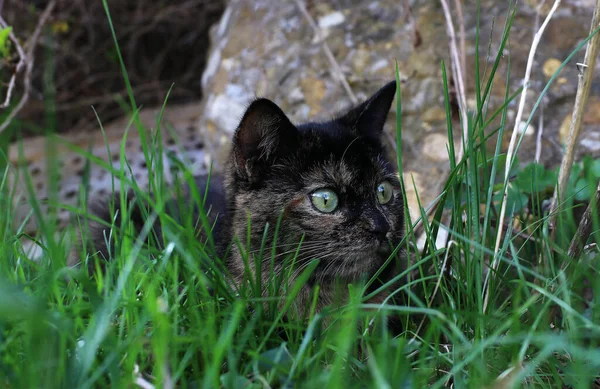 A young tortoiseshell cat hiding in the grass while hunting