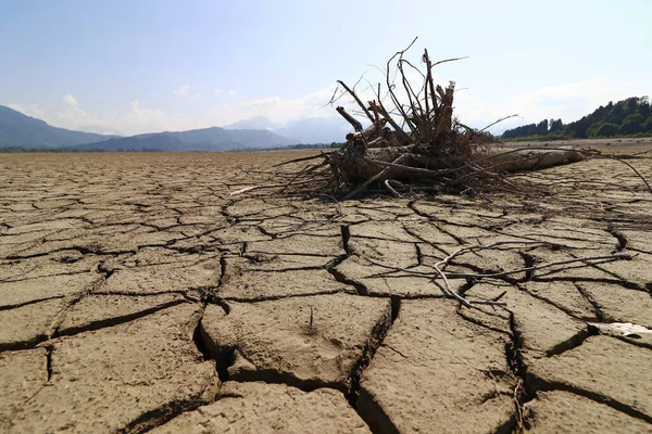 Kurumuş bir gölün dibindeki ağaç kökü. Allgu 'daki kurumuş Forggensee Gölü. 