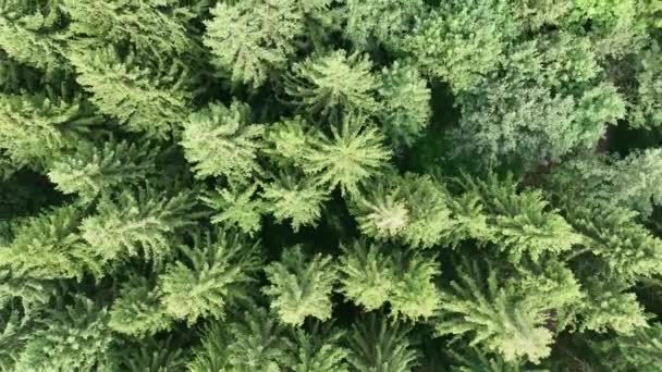 Drone Video Zielonym Lasem Wysokimi Świerkami — Wideo stockowe