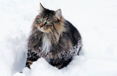 Kışın kar altında güzel bir Norveç Ormanı Kedisi 