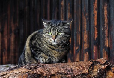 Kulakları açık kızgın bir kedi