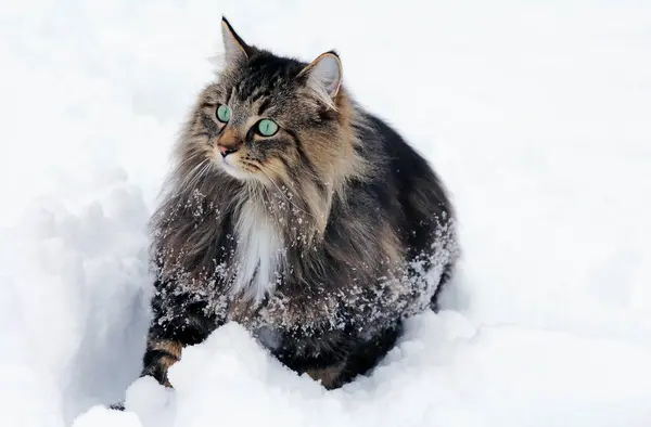 A pretty Norwegian Forest Cat in winter in the snow