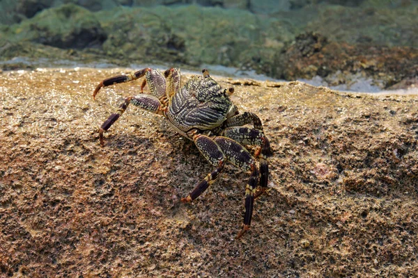 A big crab on a stone by the sea