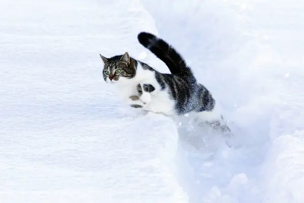 A young cat runs and jumps through the snow in winter